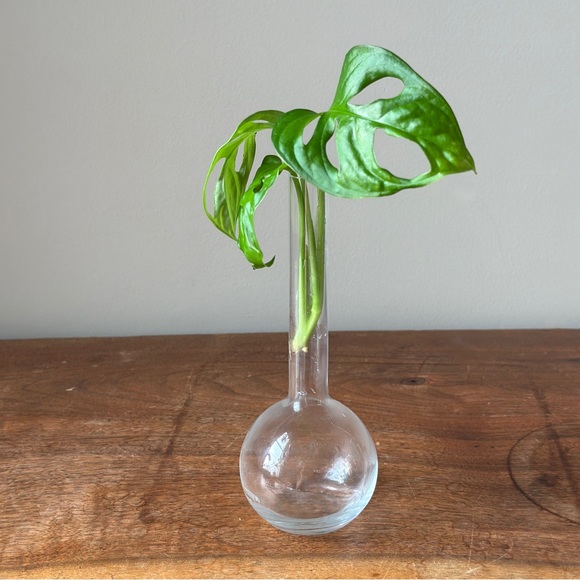 Vintage Clear Glass Propagation Vase Plant Bud Vase - Picture 1 of 9